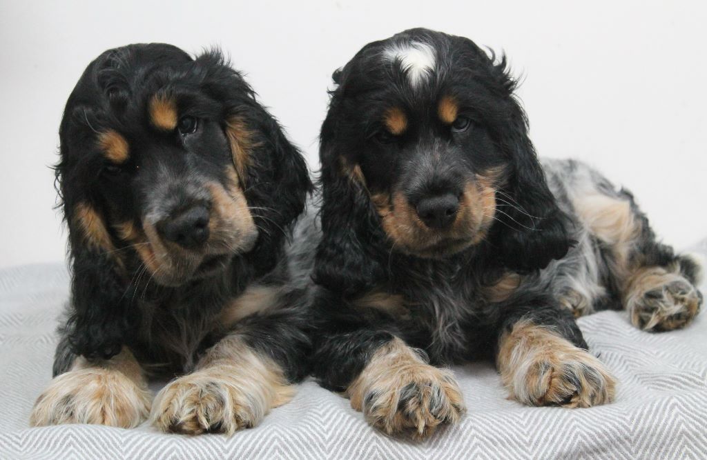 Du Pré Aux Etocs - Cocker Spaniel Anglais - Portée née le 14/12/2016