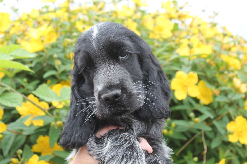 Du Pré Aux Etocs - Cocker Spaniel Anglais - Portée née le 14/04/2016