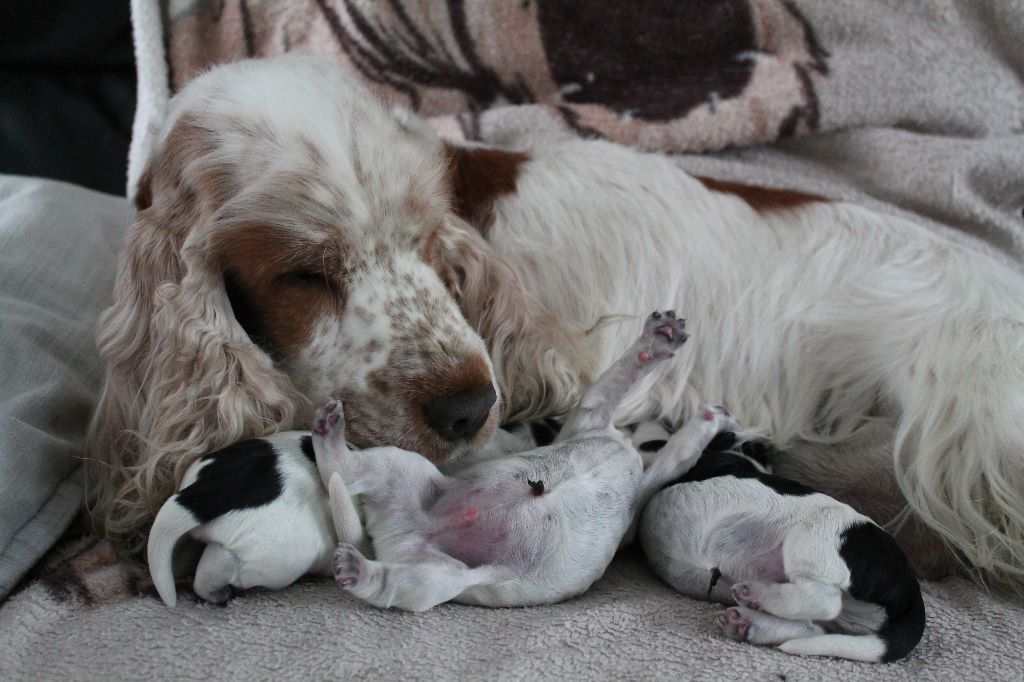 Du Pré Aux Etocs - Cocker Spaniel Anglais - Portée née le 17/05/2019