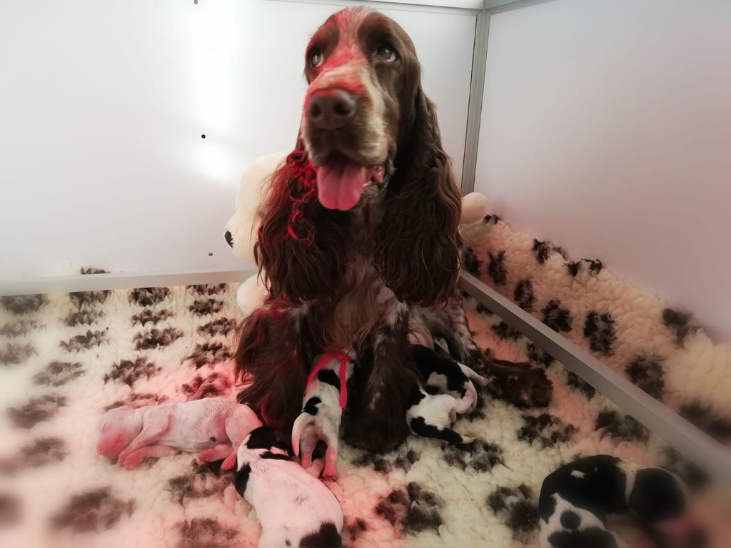 Du Pré Aux Etocs - Cocker Spaniel Anglais - Portée née le 25/08/2019