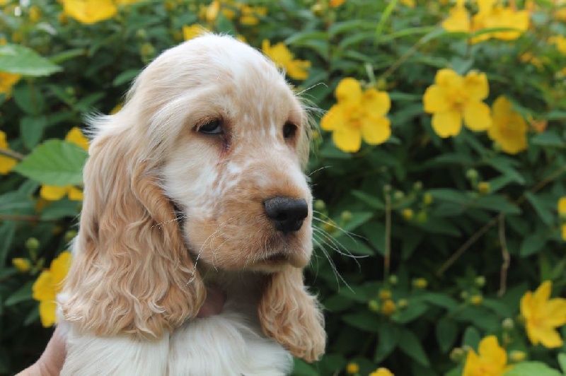 Du Pré Aux Etocs - Cocker Spaniel Anglais - Portée née le 11/04/2016