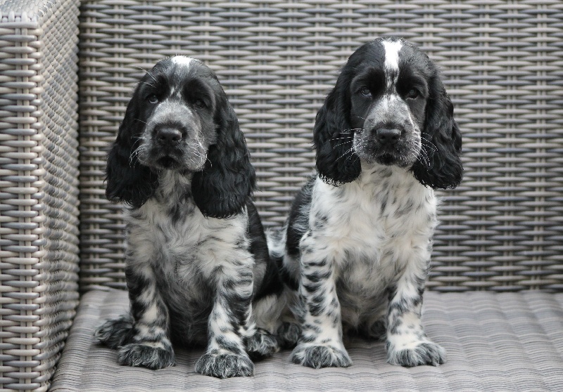 Du Pré Aux Etocs - Cocker Spaniel Anglais - Portée née le 29/06/2016