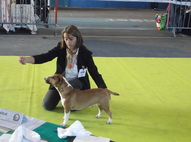 de la Truffe Cadurcienne - Meilleur de race pour Int. CH Domboparti Deszka