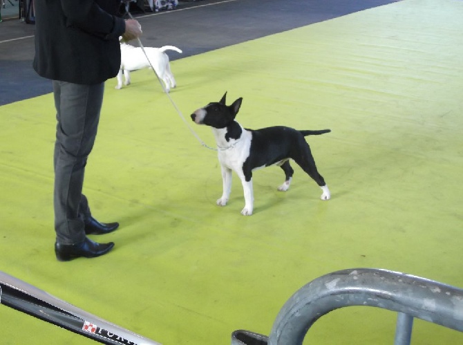 de la Truffe Cadurcienne - Meilleur jeune male pour Yego vom Wendland