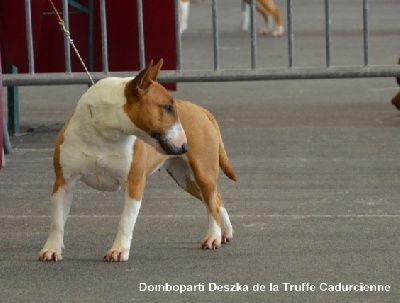 de la Truffe Cadurcienne - 1er excellent en classe ouverte à Bordeaux