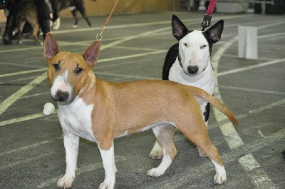 de la Truffe Cadurcienne - Expo. International à Tarbes: CACS, CACIB + BOB