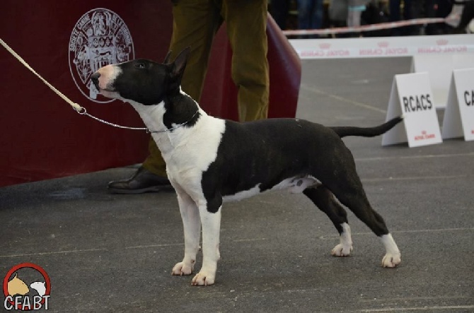 de la Truffe Cadurcienne - CACIB + Meilleur de race pour Yego vom Wendland