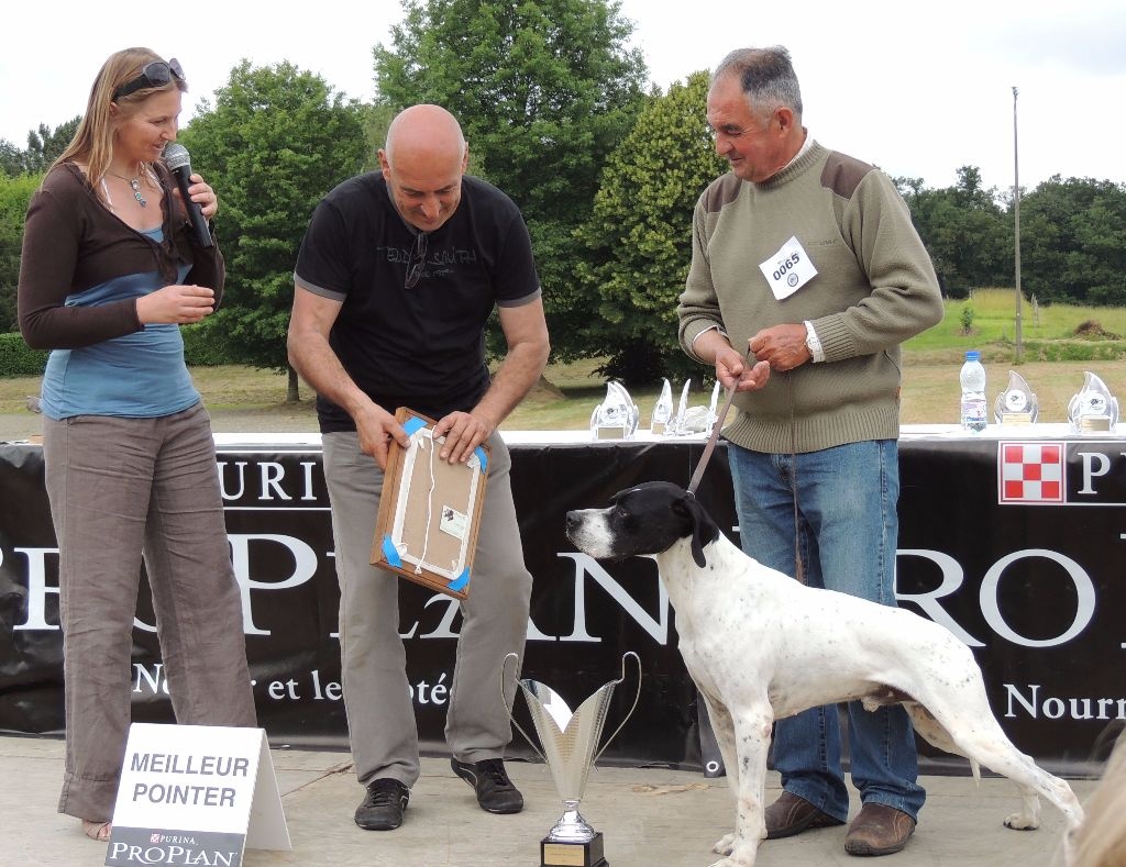 de l'espinauguet de saint ague - UN POINTER! BON et BEAU!!!!!!!