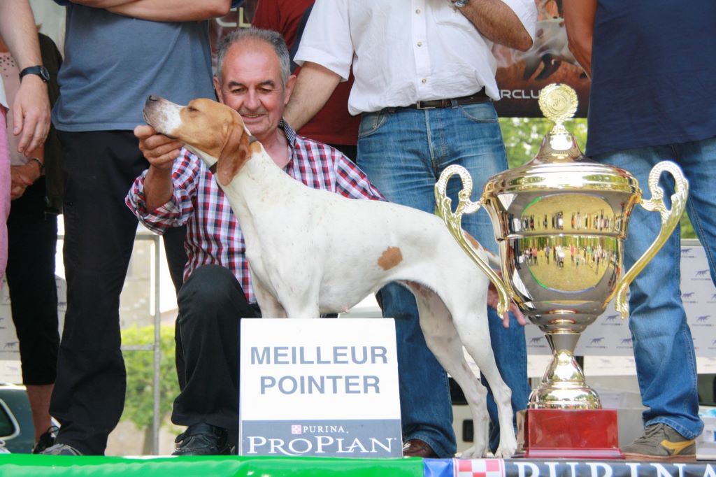 de l'espinauguet de saint ague - Nationale d'élevage Pointer Sorèze