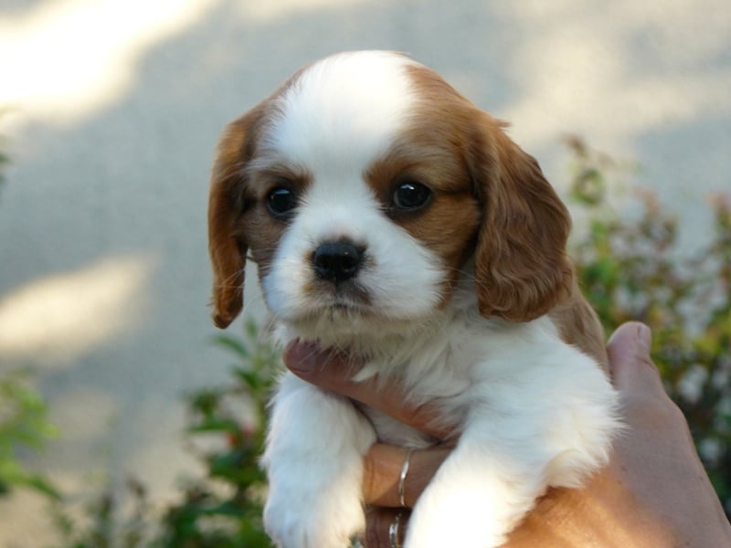 Anne Sophie Erena Penet - Cavalier King Charles Spaniel - Portée née le 16/04/2011