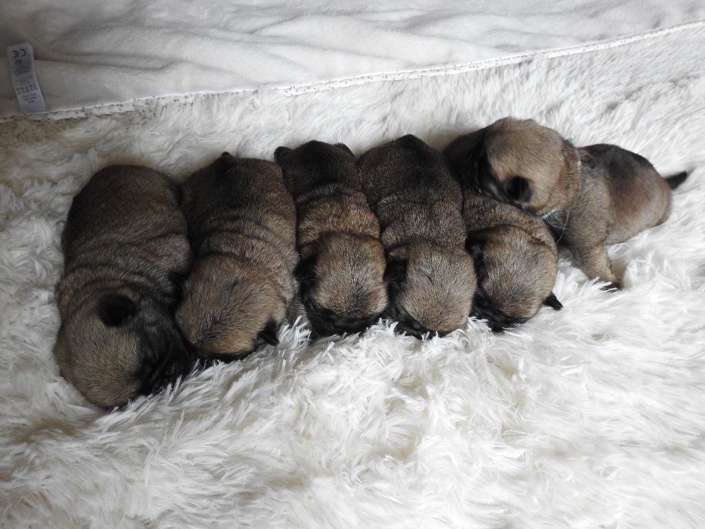 Présentation de nos bébés Carlin