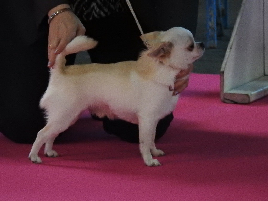 De Plessibelliere - MONTLUCON International Dog Show 