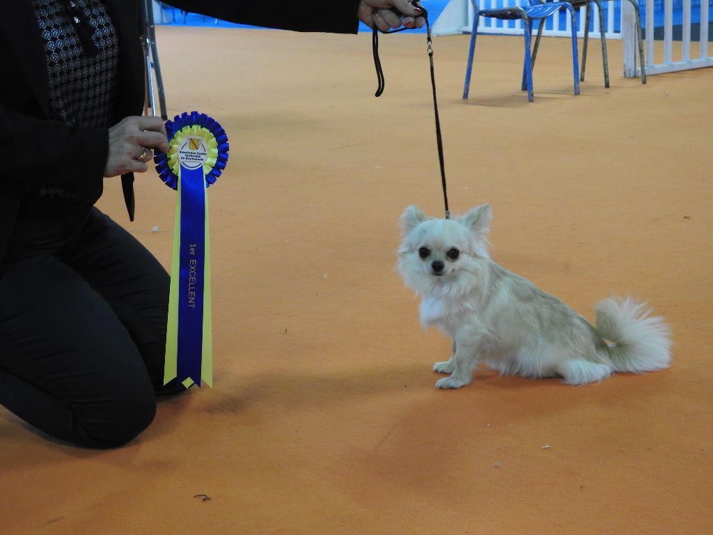 De Plessibelliere - International Dog Show Montluçon