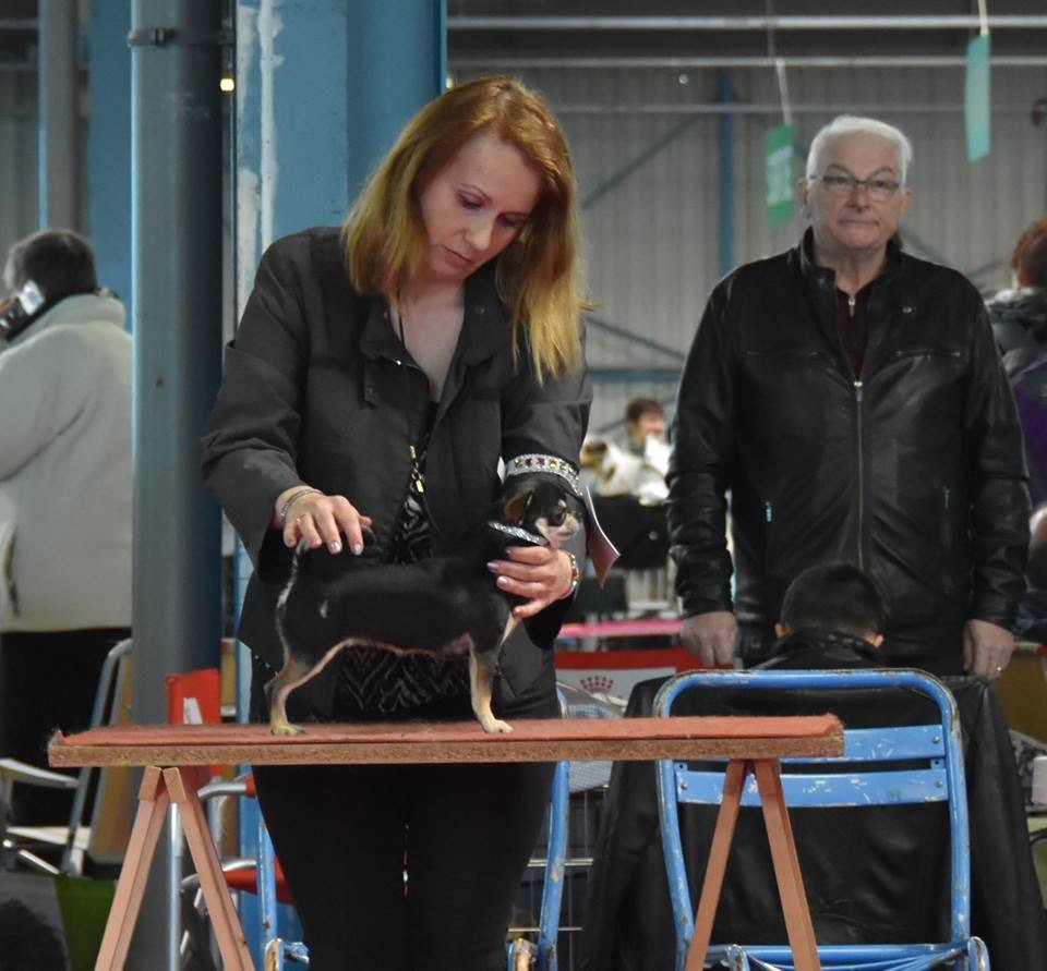 De Plessibelliere - MONTLUCON International Dog Show 