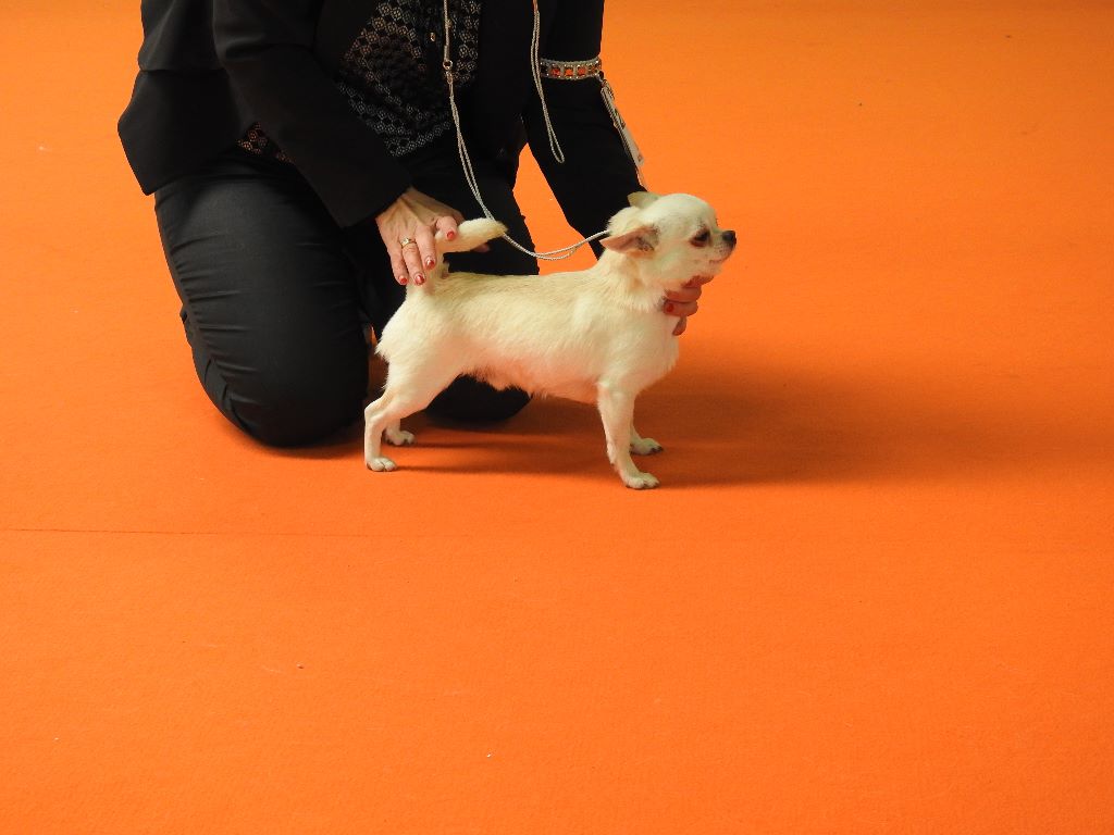 De Plessibelliere - International Dog Show Montluçon