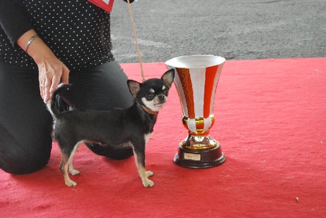 De Plessibelliere - Spéciale Chihuahua Brive la Gaillarde 