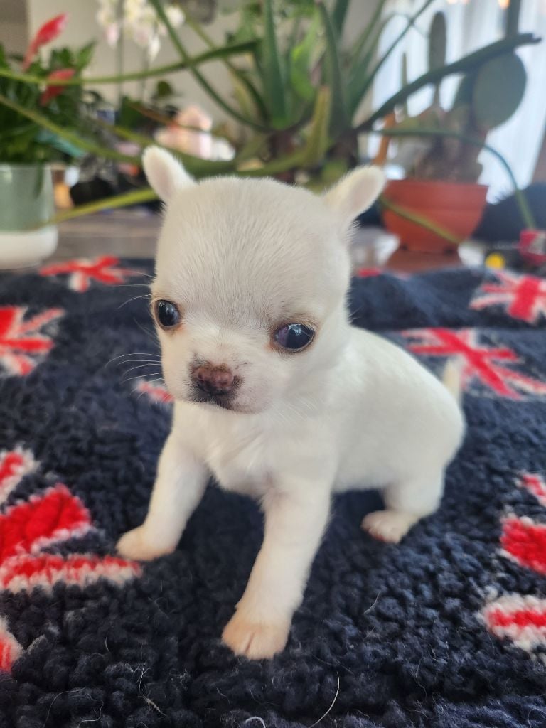 De Plessibelliere - Chiots disponibles - Chihuahua