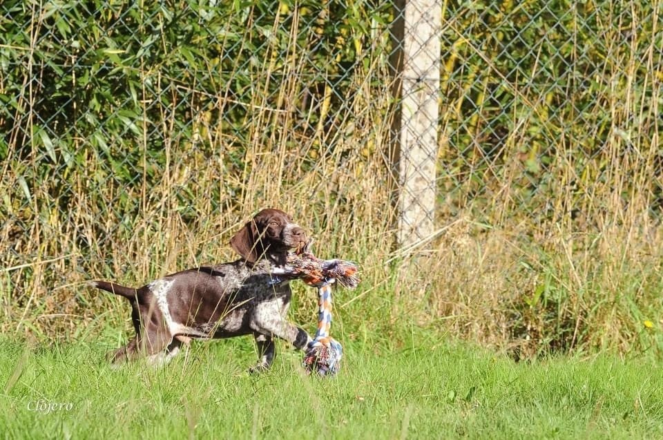 de Champreval - Chiots disponibles - Braque allemand à poil court