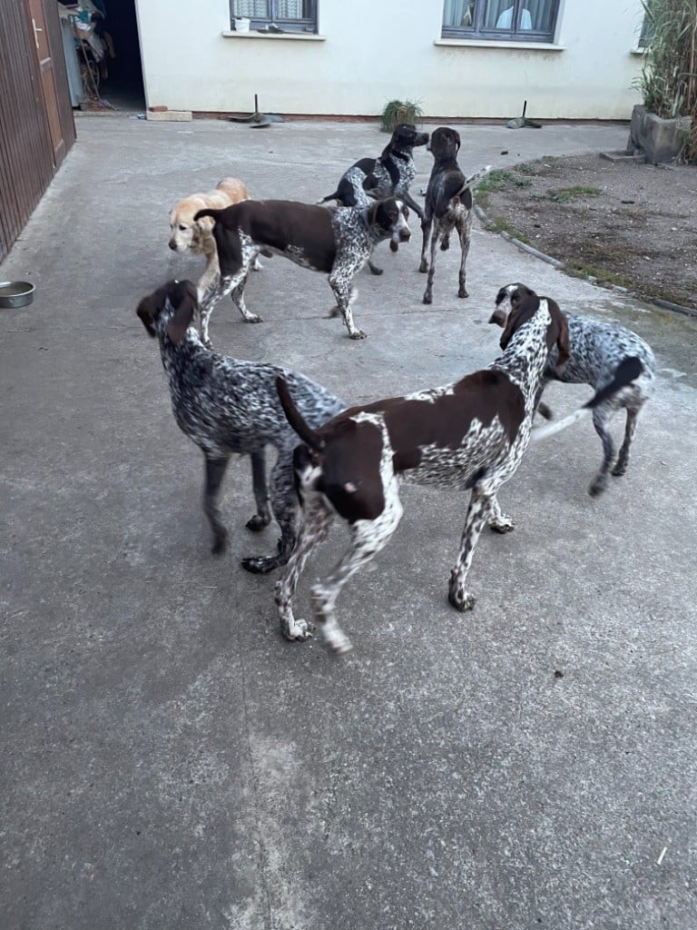 Chiot Braque allemand à poil court de Champreval