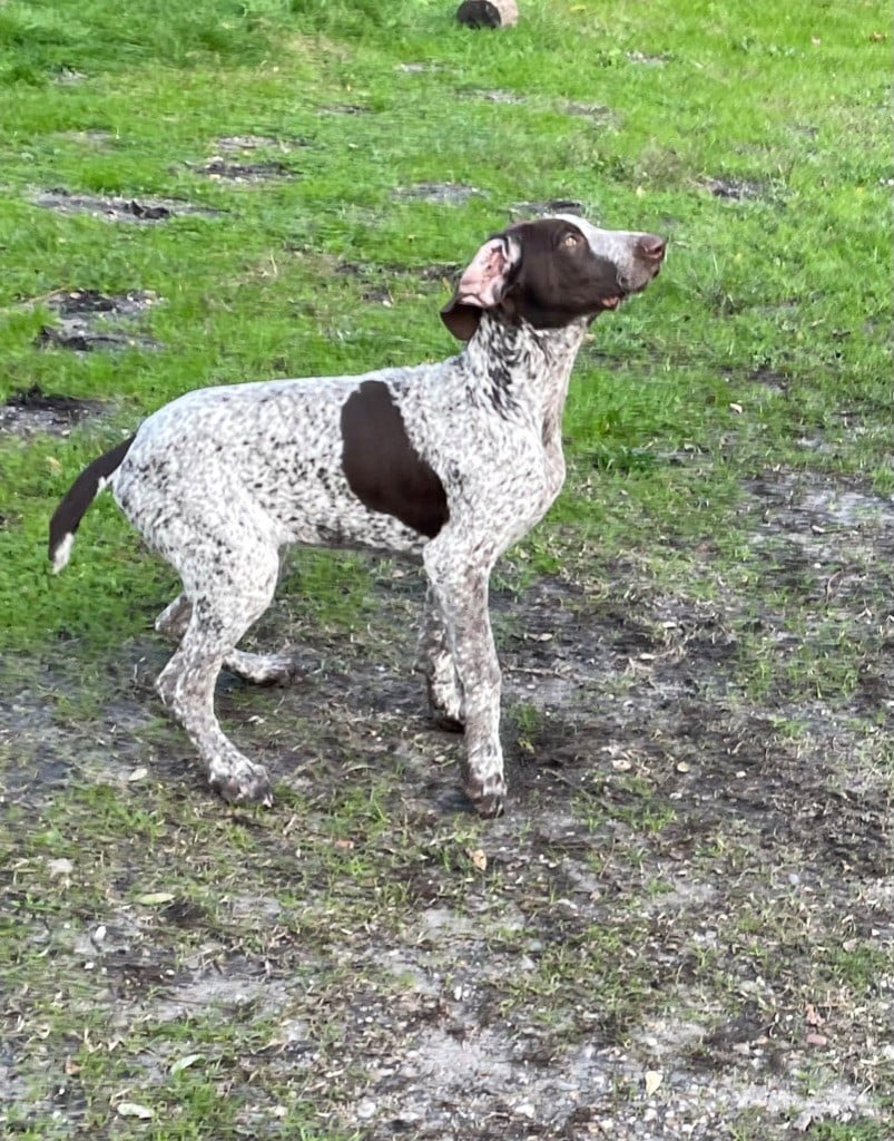 de Champreval - Chiots disponibles - Braque allemand à poil court