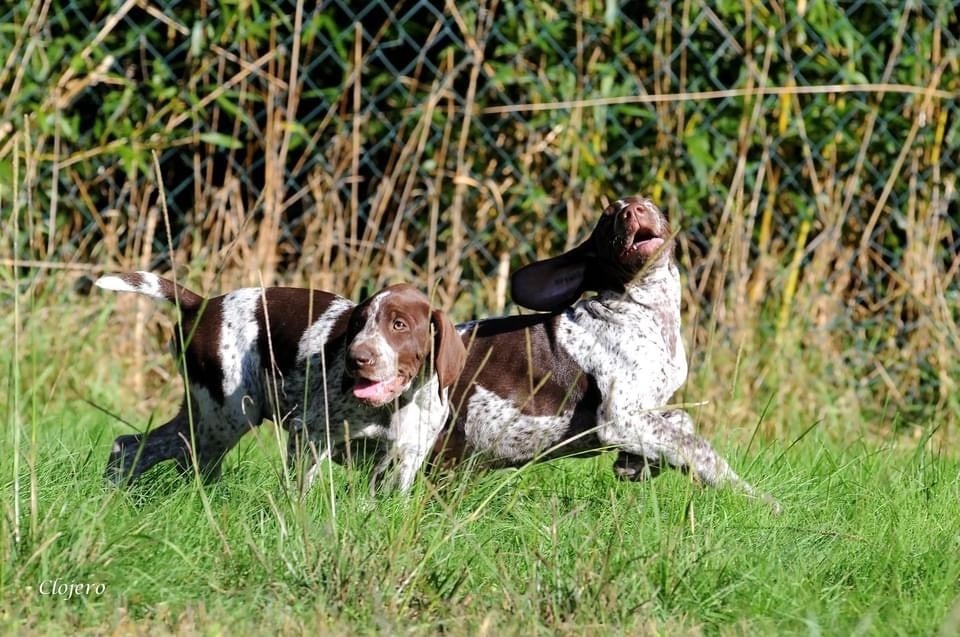 Chiot Braque allemand à poil court de Champreval