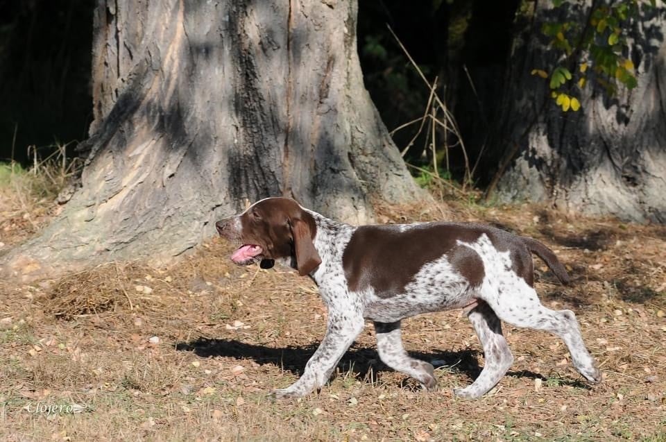 de Champreval - Chiots disponibles - Braque allemand à poil court