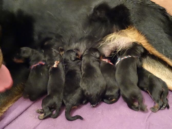 des chevaliers de la garance - Les Bébés sont arrivés le 8 Avril au soir !