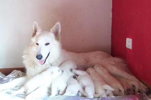 de la plaine d'alba - Berger Blanc Suisse - Portée née le 14/02/2013