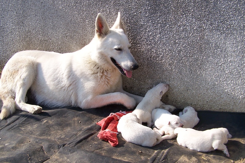 de la plaine d'alba - Berger Blanc Suisse - Portée née le 03/09/2012