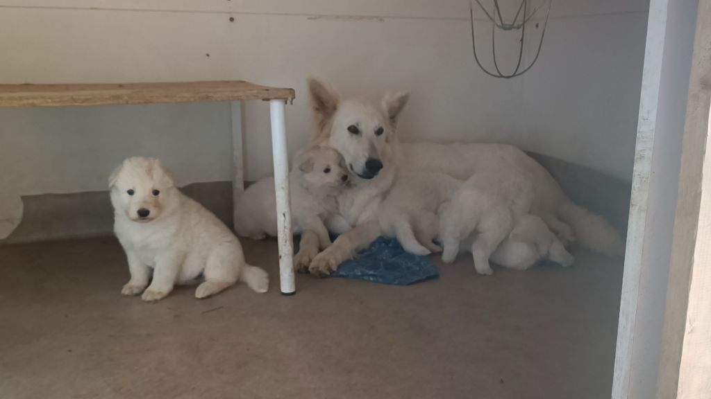 Chiot Berger Blanc Suisse de la plaine d'alba