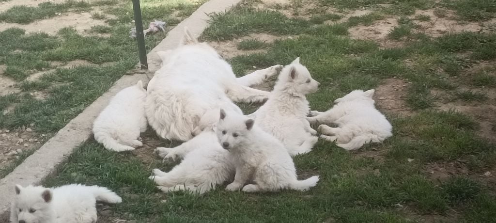 de la plaine d'alba - Chiots disponibles - Berger Blanc Suisse