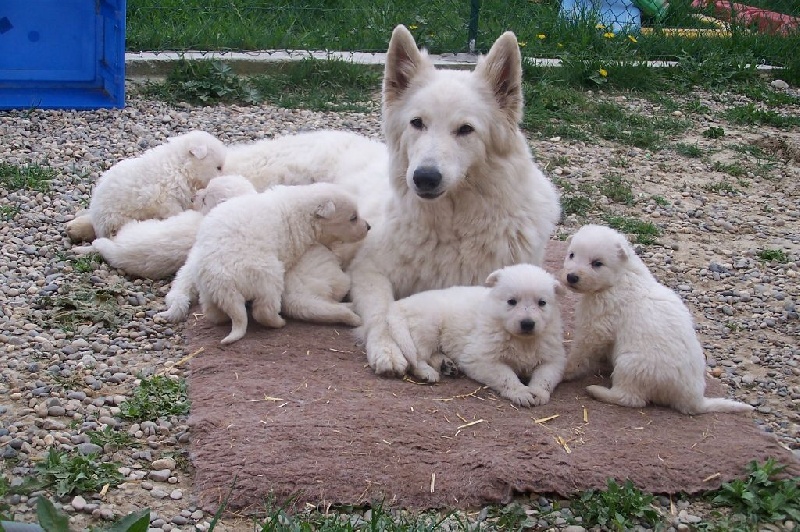 de la plaine d'alba - Berger Blanc Suisse - Portée née le 08/03/2014