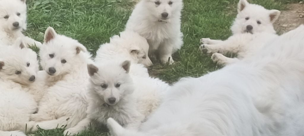 de la plaine d'alba - Chiots disponibles - Berger Blanc Suisse