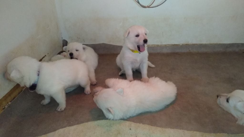 de la plaine d'alba - Berger Blanc Suisse - Portée née le 10/12/2024