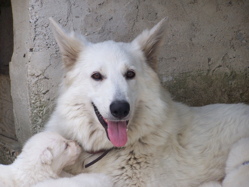 de la plaine d'alba - Berger Blanc Suisse - Portée née le 13/10/2011