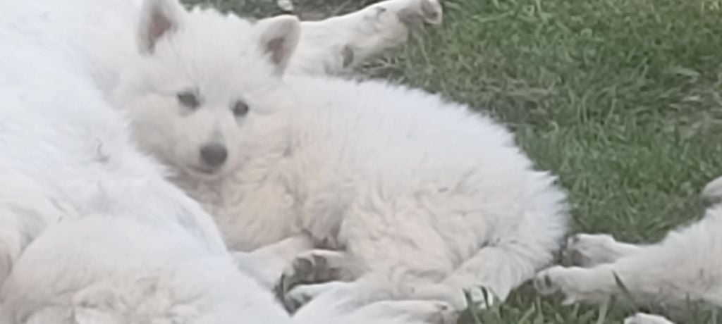 de la plaine d'alba - Chiots disponibles - Berger Blanc Suisse