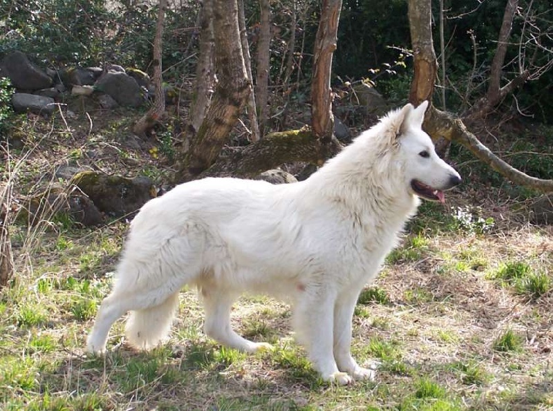 de la plaine d'alba - Berger Blanc Suisse - Portée née le 01/04/2008