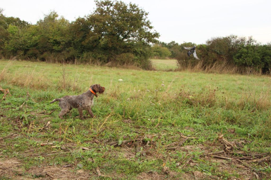 De la coipeane - Plusieurs chiens griffon débourrés disponibles !!