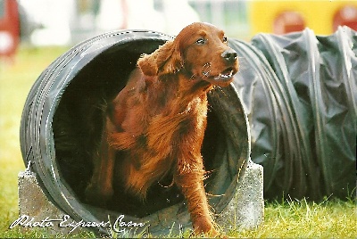 de la Forêt de Massonge - Photos d'Appleton en Agility