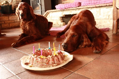 de la Forêt de Massonge - A Anniversaire....