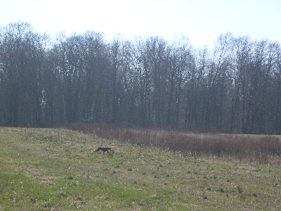 de la Forêt de Massonge - 1er field trial d'Alpha