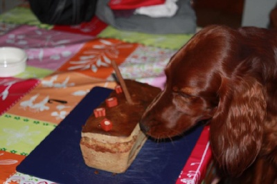 de la Forêt de Massonge - 13 mois et Humm un gâteau....