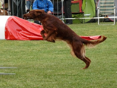 de la Forêt de Massonge - nouvelles photos d'agility