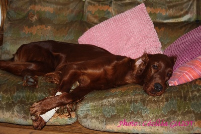 de la Forêt de Massonge - D'Ginger convalescente