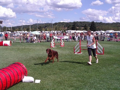 de la Forêt de Massonge - Finale du trophée d'agility - montélimar