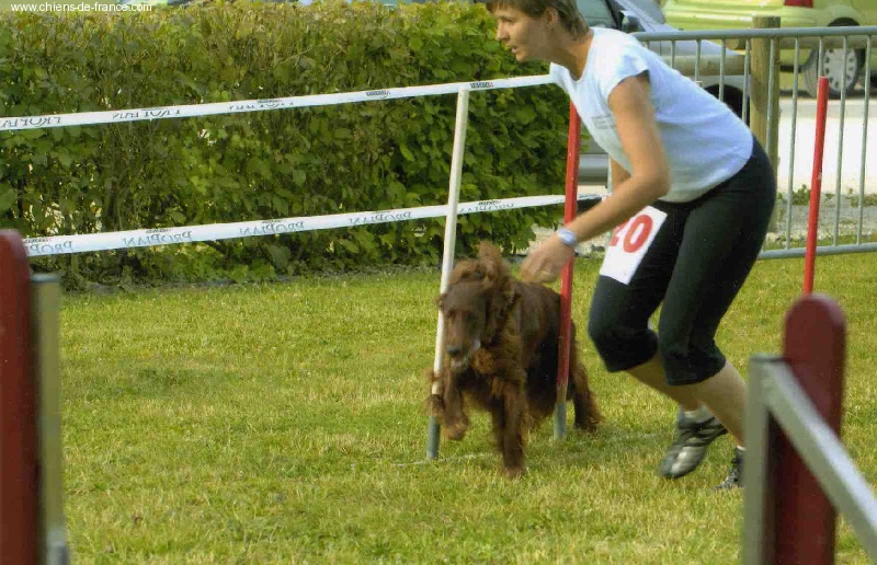 de la Forêt de Massonge - 1ère partie de Brevet Agility pour Shelsea