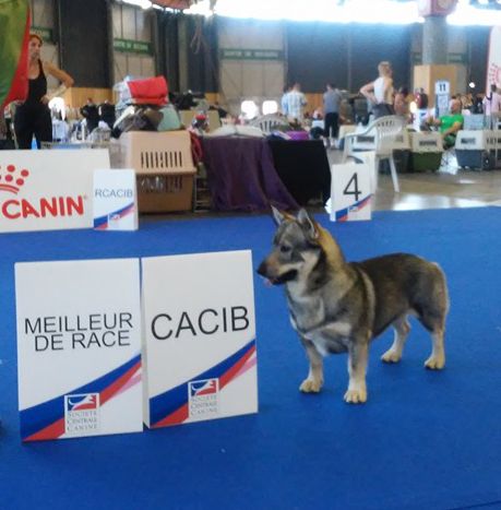 Des coeurs d'alène - CHAMPIONNAT DE FRANCE