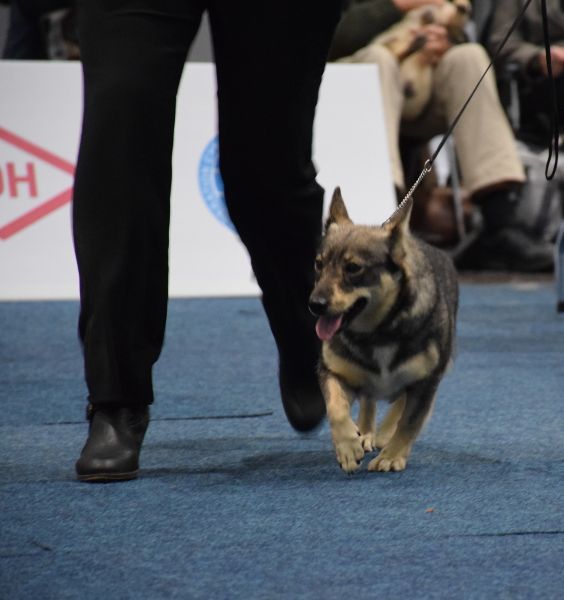 Des coeurs d'alène - World Dog Show 2017