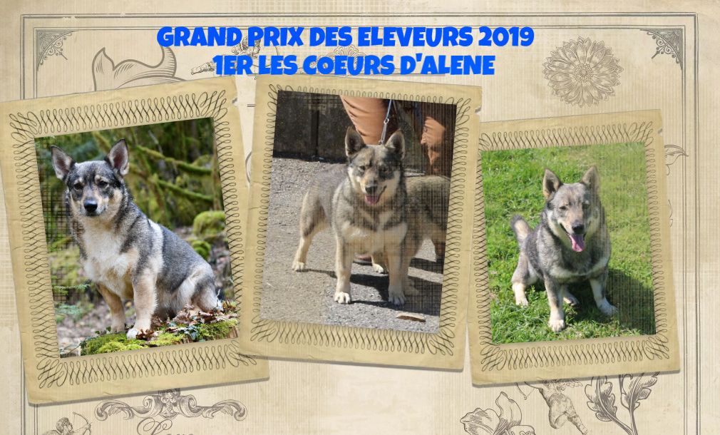 Des coeurs d'alène - GRAND PRIX DES ELEVEURS 2019