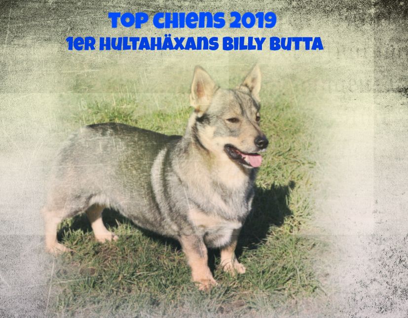 Des coeurs d'alène - TOP CHIENS 2019